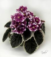 RIV-Галактический Мираж (стандарт) (л/ук) - код Ф313