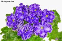 АВ-Озерная Фея (стандарт) (л/ук) - код Ф368