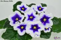 Dn-Магия Неба (стандарт) (л/ук) - код  Ф538 **