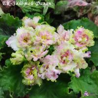 ЕК-Золотой Фазан (стандарт) (л/ук) - код Ф236