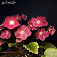 Mac's Scorchin Sun (миниатюра) (л/ср) - код Ф200 **