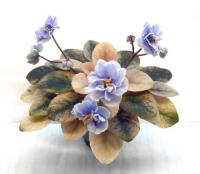 ЛЕ-Scales (миниатюра) (л/ук) - код Ф620