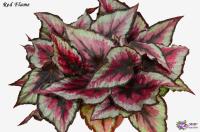 Red Flame (дет) - код Б071