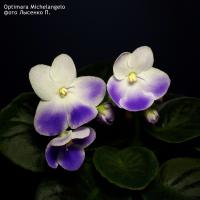 Optimara Michelangelo (стандарт) (л/ук) - код Ф290 **