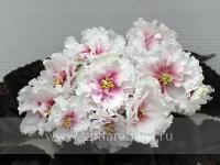 РМ-Лавиния (стандарт) (л/ук) - код Ф1006