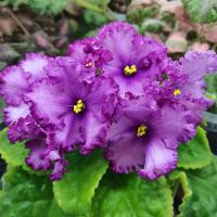 РМ-Французское Кружево (стандарт) (л/ук) - код Ф414