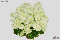 Irish Imp (миниатюра) (л/ср) - код Ф529