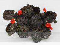 L-Мозаика (сталон срез) - код Э035