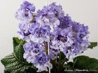 DS-Гжель (дет) - С141