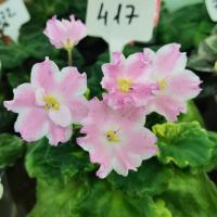 АВ-Время Чудес  (Новинка 2022) (миниатюра) (л/ср) - код Ф417