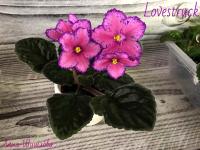 Lovestruck (стандарт) (л/ук) - код Ф315 **