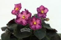 РС-Позитив (миниатюра) (дет) - код Ф941