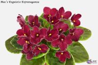 Mac’s Exquisite Extravaganza (миниатюра) (л/ук) - код Ф930 **