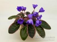 ЕК-Берёзовая Русь (Лонг листва) (стандарт) (л/ук) - код Ф798 **