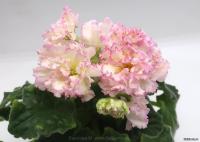 МК-Бумажное Солнце (стандарт) (л/ук) - код Ф251