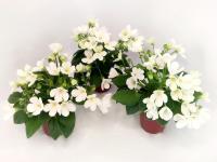 СВ-Город Клин (трейлер) (л/ук) - код Ф1036