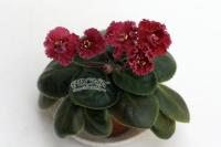 РС-Корсика (миниатюра) (дет) - код Ф940