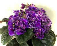 Nik-Власть Времен (стандарт) (л/ук) - код  Ф284