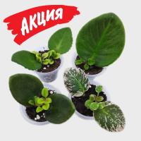 Набор укорененных листьев "Только трейлеры" - 20 сортов