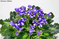 Norton's Elaine (миниатюра-химера) (п/ук) - код Ф081