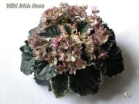 Wild Irish Rose (стандарт) (л/ук) - код Ф994