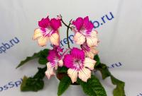 Dale's Harvest Moon (дет) - С058