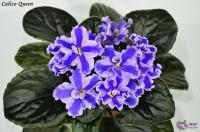 Calico Queen (стандарт-химера) (п/ук) - код Ф097