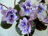 СК-Осьминожка (миниатюра) (л/ср) - код Ф464 **