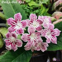 Polka-Dot Red (Dibley) (дет) - код С015