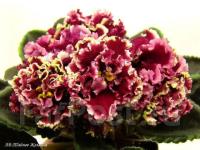 АВ-Тайное желание (стандарт) (л/ук) - код Ф709 **