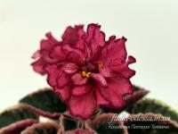 Dn-Спокуса (стандарт) (л/ук) - код Ф866 **