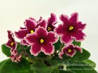 ЕЛ-Милая Ларочка (стандарт) (л/ук) - код Ф400 **