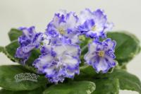 РС-Акватория (стандарт) (л/ук) - код Ф426