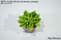 Rob's Lucky Charm (листовая химера-миниатюра) (п/ук) - код Ф107