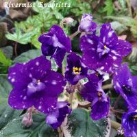 Rivermist Evabritta (стандарт) (л/ук) - код Ф562