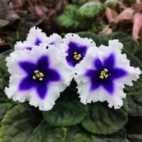 ЛЕКО-Новогодняя Игрушка (стандарт) (л/ук) - код Ф273