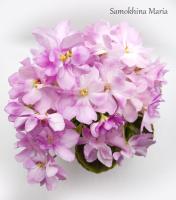 Hunter’s Sidesaddle (миниатюра) (л/ср) - код Ф362