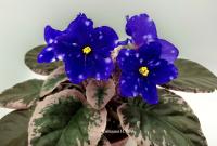 Rivermist Heavenly (стандарт) (л/ук) - код Ф796