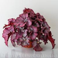 DS-Джоконда (л/ср) - код Б022