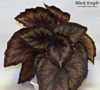 Black Knight (л/ср) - код Б111