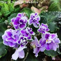 Mac's Jubilant Jamboree (миниатюра) (л/ср) - код Ф957