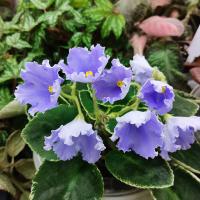 OS-Белые ночи (стандарт) (л/ук) - код Ф576