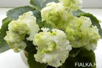 Н-Травень (миниатюра) (л/ср) - код Ф894