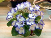 ЛЕ-Зоряне Сяйво (миниатюра) (л/ук) - код Ф876