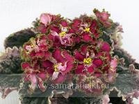 ЛФ-Коралловая Мечта (стандарт) (л/ук) - код Ф267