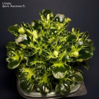 Lillaby (миниатюра) (л/ср) - код Ф189