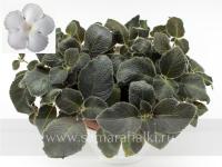 Lilacina Panama White (сталон срез) - код Э051