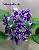 Polka-Dot Purple (дет) - С009