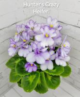 Нuntеr's Сrаzy Наidеr (миниатюра) (л/ср) - код Ф691