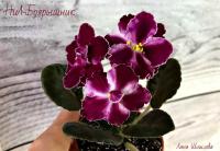 НиЛ-Боярышник (стандарт) (л/ук) - код Ф428 **